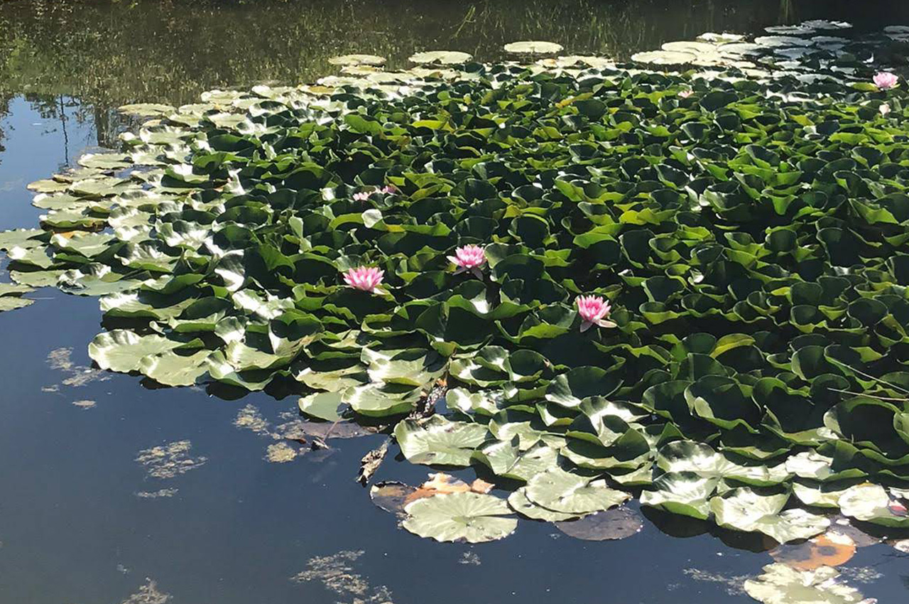 Svaki pokret, udah i svaka misao - Yoga Loznica